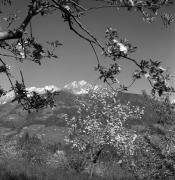 Obstbaum/Obst (Positivo) di Foto Elisabeth Fuchs-Hauffen, Überlingen/Bodensee,Fuchs-Hauffen, Elisabeth (1973/04/01 - 1973/04/43)