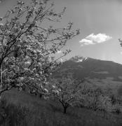 Obstbaum/Obst (Positivo) di Foto Elisabeth Fuchs-Hauffen, Überlingen/Bodensee,Fuchs-Hauffen, Elisabeth (1973/04/01 - 1973/04/43)