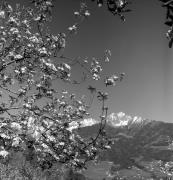 Obstbaum/Obst (Positivo) di Foto Elisabeth Fuchs-Hauffen, Überlingen/Bodensee,Fuchs-Hauffen, Elisabeth (1973/04/01 - 1973/04/43)
