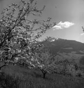 Obstbaum/Obst (Positivo) di Foto Elisabeth Fuchs-Hauffen, Überlingen/Bodensee,Fuchs-Hauffen, Elisabeth (1973/04/01 - 1973/04/43)