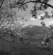 Obstbaum/Obst (Positivo) di Foto Elisabeth Fuchs-Hauffen, Überlingen/Bodensee,Fuchs-Hauffen, Elisabeth (1973/04/01 - 1973/04/43)