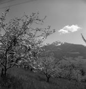 Obstbaum/Obst (Positivo) di Foto Elisabeth Fuchs-Hauffen, Überlingen/Bodensee,Fuchs-Hauffen, Elisabeth (1973/04/01 - 1973/04/43)
