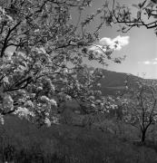 Obstbaum/Obst (Positivo) di Foto Elisabeth Fuchs-Hauffen, Überlingen/Bodensee,Fuchs-Hauffen, Elisabeth (1973/04/01 - 1973/04/43)