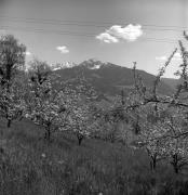 Obstbaum/Obst (Positivo) di Foto Elisabeth Fuchs-Hauffen, Überlingen/Bodensee,Fuchs-Hauffen, Elisabeth (1973/04/01 - 1973/04/43)