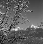 Obstbaum/Obst (Positivo) di Foto Elisabeth Fuchs-Hauffen, Überlingen/Bodensee,Fuchs-Hauffen, Elisabeth (1973/04/01 - 1973/04/43)