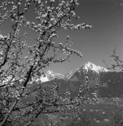 Obstbaum/Obst (Positivo) di Foto Elisabeth Fuchs-Hauffen, Überlingen/Bodensee,Fuchs-Hauffen, Elisabeth (1973/04/01 - 1973/04/43)