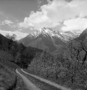 Obstbaum/Obst (Positivo) di Foto Elisabeth Fuchs-Hauffen, Überlingen/Bodensee,Fuchs-Hauffen, Elisabeth (1973/04/01 - 1973/04/43)
