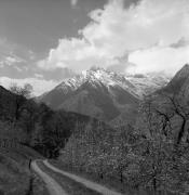 Obstbaum/Obst (Positivo) di Foto Elisabeth Fuchs-Hauffen, Überlingen/Bodensee,Fuchs-Hauffen, Elisabeth (1973/04/01 - 1973/04/43)