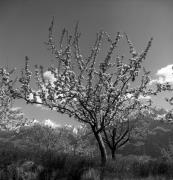Obstbaum/Obst (Positivo) di Foto Elisabeth Fuchs-Hauffen, Überlingen/Bodensee,Fuchs-Hauffen, Elisabeth (1973/04/01 - 1973/04/43)