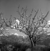 Obstbaum/Obst (Positivo) di Foto Elisabeth Fuchs-Hauffen, Überlingen/Bodensee,Fuchs-Hauffen, Elisabeth (1973/04/01 - 1973/04/43)