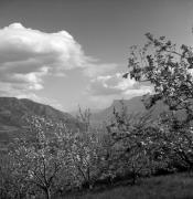 Obstbaum/Obst (Positivo) di Foto Elisabeth Fuchs-Hauffen, Überlingen/Bodensee,Fuchs-Hauffen, Elisabeth (1973/04/01 - 1973/04/43)