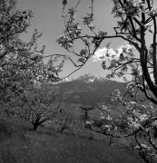 Obstbaum/Obst (Positivo) di Foto Elisabeth Fuchs-Hauffen, Überlingen/Bodensee,Fuchs-Hauffen, Elisabeth (1973/04/01 - 1973/04/43)