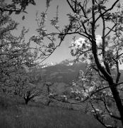 Obstbaum/Obst (Positivo) di Foto Elisabeth Fuchs-Hauffen, Überlingen/Bodensee,Fuchs-Hauffen, Elisabeth (1973/04/01 - 1973/04/43)