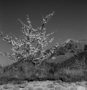 Obstbaum/Obst (Positivo) di Foto Elisabeth Fuchs-Hauffen, Überlingen/Bodensee,Fuchs-Hauffen, Elisabeth (1973/04/01 - 1973/04/43)