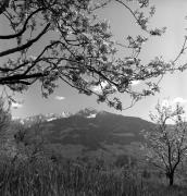 Obstbaum/Obst (Positivo) di Foto Elisabeth Fuchs-Hauffen, Überlingen/Bodensee,Fuchs-Hauffen, Elisabeth (1973/04/01 - 1973/04/43)