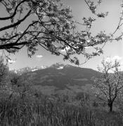 Obstbaum/Obst (Positivo) di Foto Elisabeth Fuchs-Hauffen, Überlingen/Bodensee,Fuchs-Hauffen, Elisabeth (1973/04/01 - 1973/04/43)