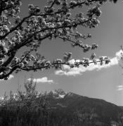 Obstbaum/Obst (Positivo) di Foto Elisabeth Fuchs-Hauffen, Überlingen/Bodensee,Fuchs-Hauffen, Elisabeth (1973/04/01 - 1973/04/43)