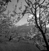 Obstbaum/Obst (Positivo) di Foto Elisabeth Fuchs-Hauffen, Überlingen/Bodensee,Fuchs-Hauffen, Elisabeth (1973/04/01 - 1973/04/43)