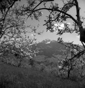 Obstbaum/Obst (Positivo) di Foto Elisabeth Fuchs-Hauffen, Überlingen/Bodensee,Fuchs-Hauffen, Elisabeth (1973/04/01 - 1973/04/43)