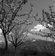 Obstbaum/Obst (Positivo) di Foto Elisabeth Fuchs-Hauffen, Überlingen/Bodensee,Fuchs-Hauffen, Elisabeth (1973/04/01 - 1973/04/43)