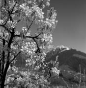 Obstbaum/Obst (Positivo) di Foto Elisabeth Fuchs-Hauffen, Überlingen/Bodensee,Fuchs-Hauffen, Elisabeth (1973/04/01 - 1973/04/43)