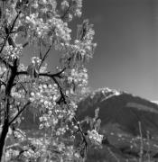 Obstbaum/Obst (Positivo) di Foto Elisabeth Fuchs-Hauffen, Überlingen/Bodensee,Fuchs-Hauffen, Elisabeth (1973/04/01 - 1973/04/43)
