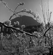 Obstbaum/Obst (Positivo) di Foto Elisabeth Fuchs-Hauffen, Überlingen/Bodensee,Fuchs-Hauffen, Elisabeth (1973/04/01 - 1973/04/43)