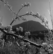 Obstbaum/Obst (Positivo) di Foto Elisabeth Fuchs-Hauffen, Überlingen/Bodensee,Fuchs-Hauffen, Elisabeth (1973/04/01 - 1973/04/43)