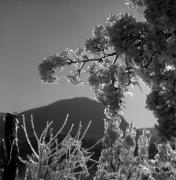 Obstbaum/Obst (Positivo) di Foto Elisabeth Fuchs-Hauffen, Überlingen/Bodensee,Fuchs-Hauffen, Elisabeth (1973/04/01 - 1973/04/43)