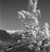 Obstbaum/Obst (Positivo) di Foto Elisabeth Fuchs-Hauffen, Überlingen/Bodensee,Fuchs-Hauffen, Elisabeth (1973/04/01 - 1973/04/43)