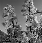Obstbaum/Obst (Positivo) di Foto Elisabeth Fuchs-Hauffen, Überlingen/Bodensee,Fuchs-Hauffen, Elisabeth (1973/04/01 - 1973/04/43)
