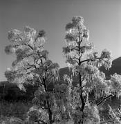 Obstbaum/Obst (Positivo) di Foto Elisabeth Fuchs-Hauffen, Überlingen/Bodensee,Fuchs-Hauffen, Elisabeth (1973/04/01 - 1973/04/43)