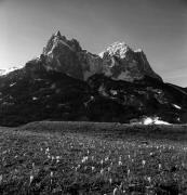 Krokus (Positivo) di Foto Elisabeth Fuchs-Hauffen, Überlingen/Bodensee,Fuchs-Hauffen, Elisabeth (1975/04/01 - 1975/04/43)