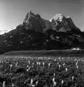 Krokus (Positivo) di Foto Elisabeth Fuchs-Hauffen, Überlingen/Bodensee,Fuchs-Hauffen, Elisabeth (1975/04/01 - 1975/04/43)
