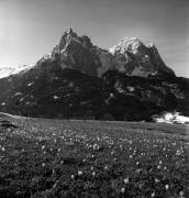 Krokus (Positivo) di Foto Elisabeth Fuchs-Hauffen, Überlingen/Bodensee,Fuchs-Hauffen, Elisabeth (1975/04/01 - 1975/04/43)
