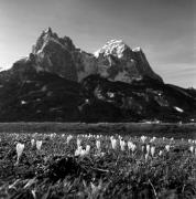 Krokus (Positivo) di Foto Elisabeth Fuchs-Hauffen, Überlingen/Bodensee,Fuchs-Hauffen, Elisabeth (1975/04/01 - 1975/04/43)
