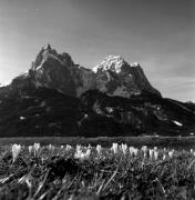 Krokus (Positivo) di Foto Elisabeth Fuchs-Hauffen, Überlingen/Bodensee,Fuchs-Hauffen, Elisabeth (1975/04/01 - 1975/04/43)