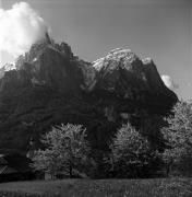 Obstbaum/Obst (Positivo) di Foto Elisabeth Fuchs-Hauffen, Überlingen/Bodensee,Fuchs-Hauffen, Elisabeth (1966/05/01 - 1966/05/31)