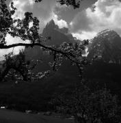 Obstbaum/Obst (Positivo) di Foto Elisabeth Fuchs-Hauffen, Überlingen/Bodensee,Fuchs-Hauffen, Elisabeth (1972/05/01 - 1972/05/31)