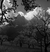 Obstbaum/Obst (Positivo) di Foto Elisabeth Fuchs-Hauffen, Überlingen/Bodensee,Fuchs-Hauffen, Elisabeth (1972/05/01 - 1972/05/31)