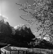 Obstbaum/Obst (Positivo) di Foto Elisabeth Fuchs-Hauffen, Überlingen/Bodensee,Fuchs-Hauffen, Elisabeth (1966/05/01 - 1966/05/31)