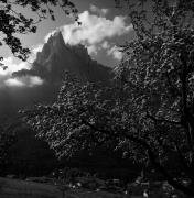 Obstbaum/Obst (Positivo) di Foto Elisabeth Fuchs-Hauffen, Überlingen/Bodensee,Fuchs-Hauffen, Elisabeth (1966/05/01 - 1966/05/31)