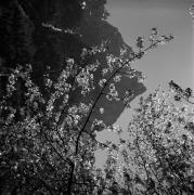 Obstbaum/Obst (Positivo) di Foto Elisabeth Fuchs-Hauffen, Überlingen/Bodensee,Fuchs-Hauffen, Elisabeth (1966/05/01 - 1966/05/31)