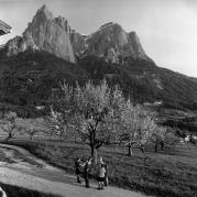 Obstbaum/Obst (Positivo) di Foto Elisabeth Fuchs-Hauffen, Überlingen/Bodensee,Fuchs-Hauffen, Elisabeth (1967/05/01 - 1967/05/31)