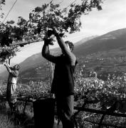 Bauer(in) / Landarbeiter(in) (Positivo) di Foto Elisabeth Fuchs-Hauffen, Überlingen/Bodensee,Fuchs-Hauffen, Elisabeth (1971/10/01 - 1971/10/31)