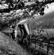 Bauer(in) / Landarbeiter(in) (Positivo) di Foto Elisabeth Fuchs-Hauffen, Überlingen/Bodensee,Fuchs-Hauffen, Elisabeth (1971/10/01 - 1971/10/31)