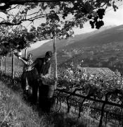 Bauer(in) / Landarbeiter(in) (Positivo) di Foto Elisabeth Fuchs-Hauffen, Überlingen/Bodensee,Fuchs-Hauffen, Elisabeth (1971/10/01 - 1971/10/31)