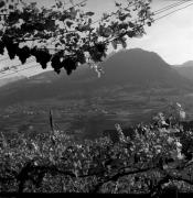 Weinernte in/bei Dorf Tirol (Positivo) di Foto Elisabeth Fuchs-Hauffen, Überlingen/Bodensee,Fuchs-Hauffen, Elisabeth (1971/10/01 - 1971/10/31)