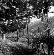 Weinernte in/bei Dorf Tirol (Positivo) di Foto Elisabeth Fuchs-Hauffen, Überlingen/Bodensee,Fuchs-Hauffen, Elisabeth (1971/10/01 - 1971/10/31)