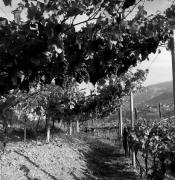 Weinernte in/bei Dorf Tirol (Positivo) di Foto Elisabeth Fuchs-Hauffen, Überlingen/Bodensee,Fuchs-Hauffen, Elisabeth (1971/10/01 - 1971/10/31)